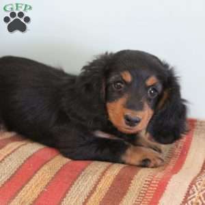 Jackie, Dachshund Puppy