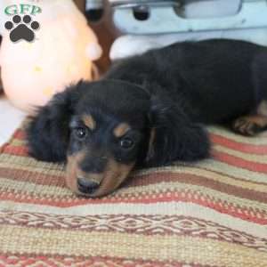 Jackie, Dachshund Puppy