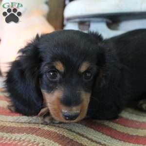 Jackie, Dachshund Puppy