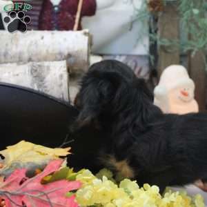 Jackie, Dachshund Puppy