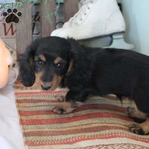 Jackie, Dachshund Puppy