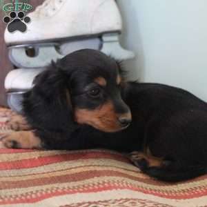 Jackie, Dachshund Puppy