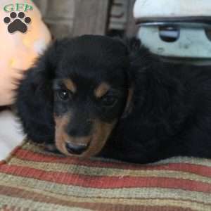 Jackie, Dachshund Puppy