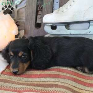 Jackie, Dachshund Puppy