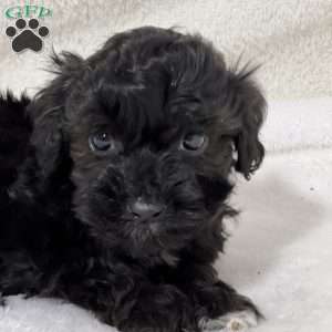 Liam, Shih-Poo Puppy