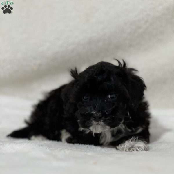 Lucas, Shih-Poo Puppy