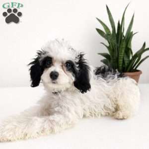 Lolita, Cavapoo Puppy