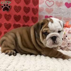 Tammy, English Bulldog Puppy