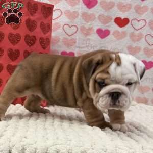 Tammy, English Bulldog Puppy