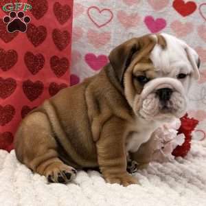 Tammy, English Bulldog Puppy