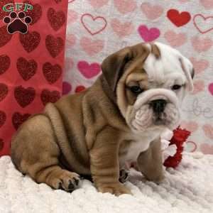 Tammy, English Bulldog Puppy