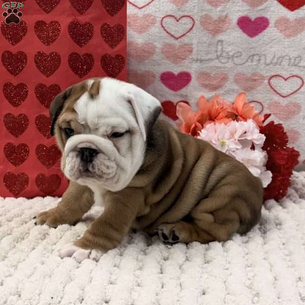 Tammy, English Bulldog Puppy