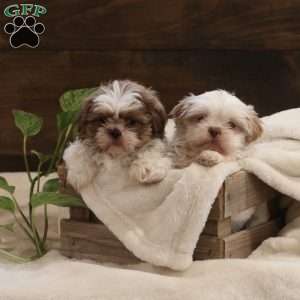 Penelope, Shih Tzu Puppy