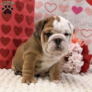 Tammy, English Bulldog Puppy