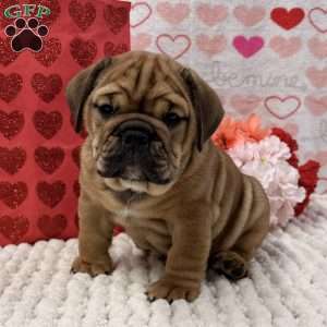 Tara, English Bulldog Puppy
