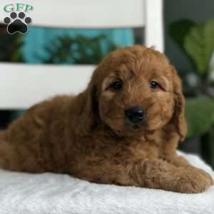 Nicole, Goldendoodle Puppy