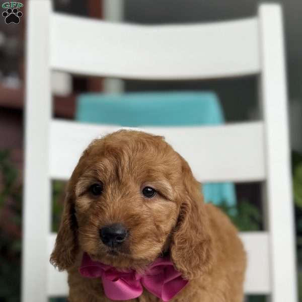 Nicole, Goldendoodle Puppy