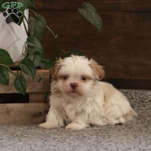 Authur, Shih Tzu Puppy