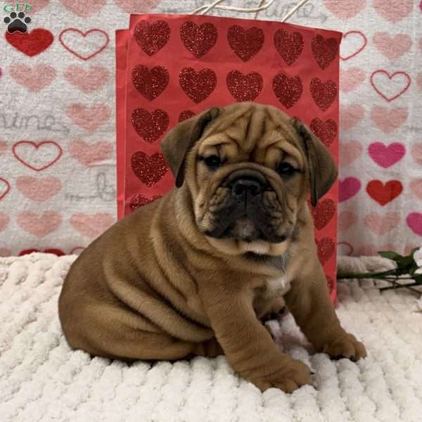 Tara, English Bulldog Puppy