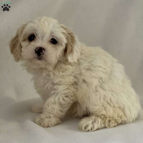 Pearl, Shih-Poo Puppy