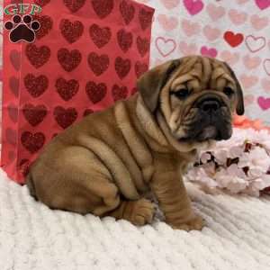 Tara, English Bulldog Puppy