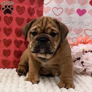Tara, English Bulldog Puppy
