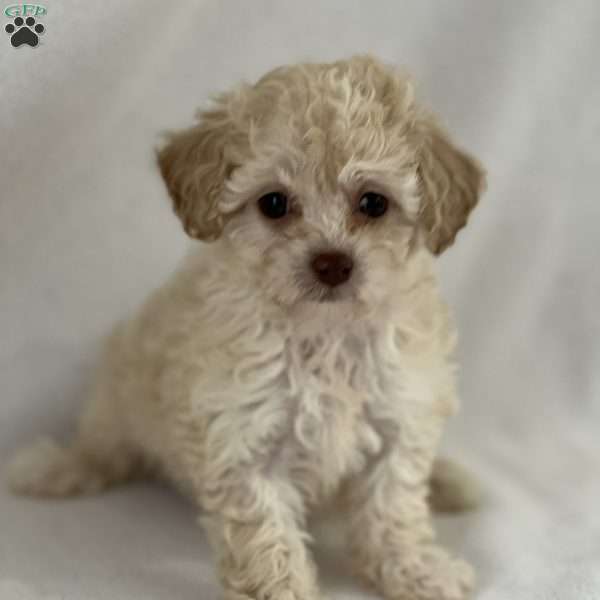 Peanut, Shih-Poo Puppy