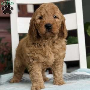Noah, Goldendoodle Puppy