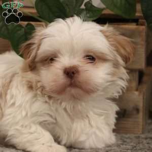 Authur, Shih Tzu Puppy