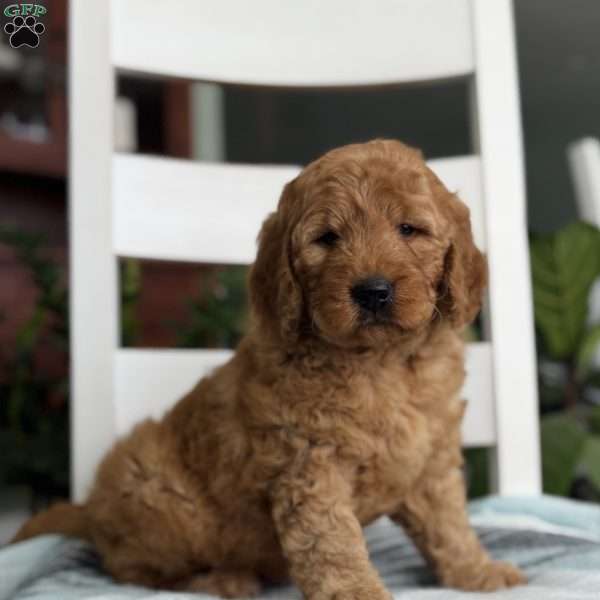 Noah, Goldendoodle Puppy