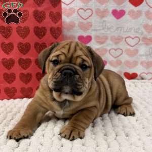 Tara, English Bulldog Puppy
