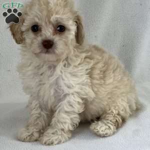 Peanut, Shih-Poo Puppy