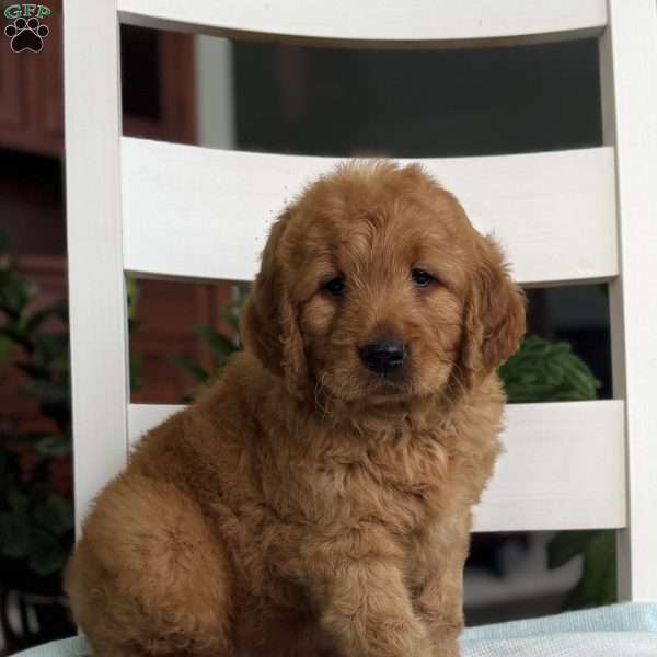 Nemo, Goldendoodle Puppy