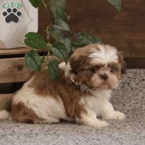 Penelope, Shih Tzu Puppy
