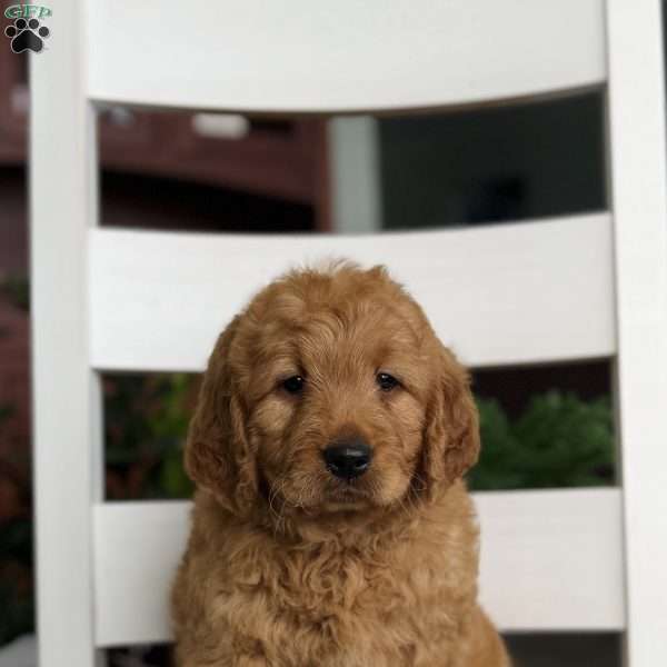 Nemo, Goldendoodle Puppy