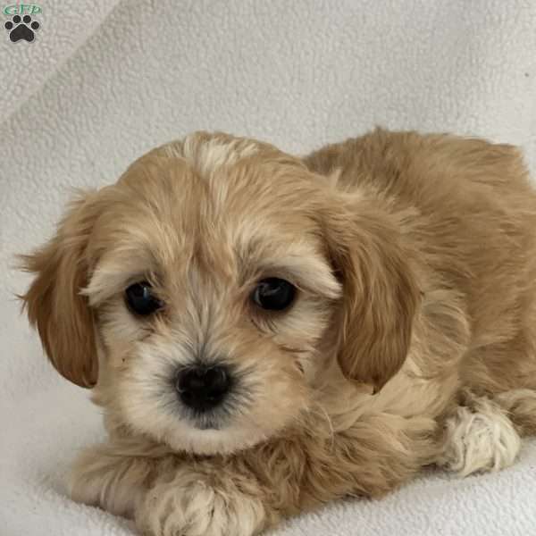 Paris, Shih-Poo Puppy