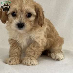 Paris, Shih-Poo Puppy