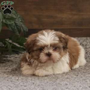 Penelope, Shih Tzu Puppy
