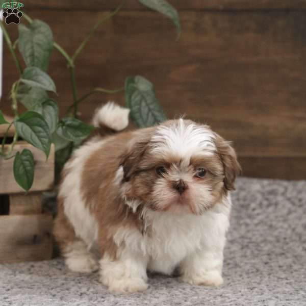 Penelope, Shih Tzu Puppy
