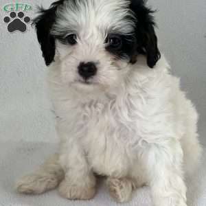 Patricia, Shih-Poo Puppy