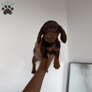 Mocha, Dachshund Puppy