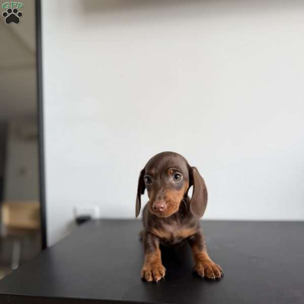 Mocha, Dachshund Puppy