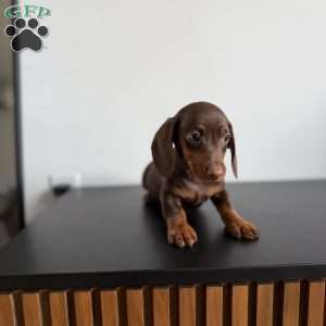 Mocha, Dachshund Puppy