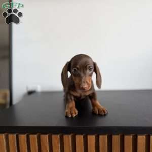 Mocha, Dachshund Puppy