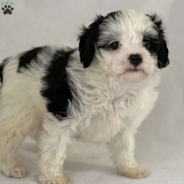 Patricia, Shih-Poo Puppy