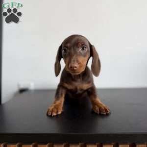 Mocha, Dachshund Puppy