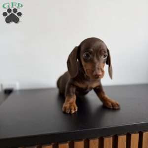 Mocha, Dachshund Puppy