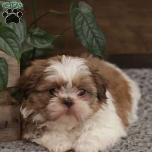 Penelope, Shih Tzu Puppy