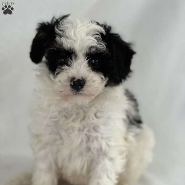 Paul, Shih-Poo Puppy