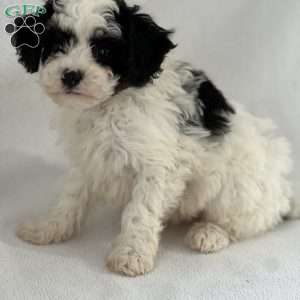 Paul, Shih-Poo Puppy